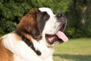 st-bernard-1040957_960_720