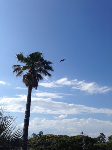 IMG_0637