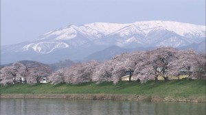 1541_白石川堤一目千本桜1
