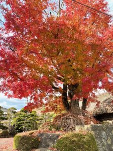 紅葉の大木