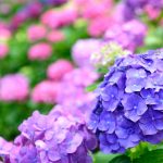 Hydrangea_01-min