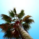 夏
