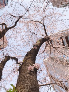 さくら