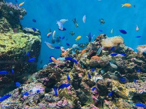 IMG-0919