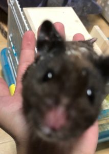 くろまめ