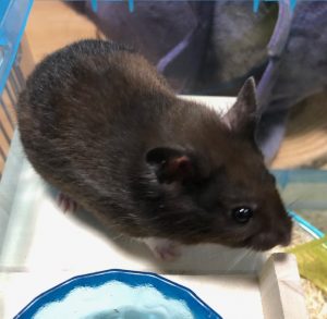 くろまめ②